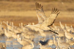 Sandhill Cranes in Flight at Sunrise, Bosque del Apache NWR. At sunrise, sandhill cranes will fly out from the pool in which they spent the night to range over Bosque del Apache NWR in search of food, returning to the pool at sunset, Grus canadensis, Bosque del Apache National Wildlife Refuge, Socorro, New Mexico