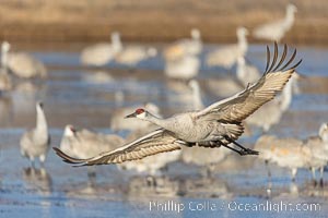 Sandhill Cranes in Flight at Sunrise, Bosque del Apache NWR. At sunrise, sandhill cranes will fly out from the pool in which they spent the night to range over Bosque del Apache NWR in search of food, returning to the pool at sunset, Grus canadensis, Bosque del Apache National Wildlife Refuge, Socorro, New Mexico