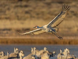 Sandhill Cranes in Flight at Sunrise, Bosque del Apache NWR. At sunrise, sandhill cranes will fly out from the pool in which they spent the night to range over Bosque del Apache NWR in search of food, returning to the pool at sunset, Grus canadensis, Bosque del Apache National Wildlife Refuge, Socorro, New Mexico