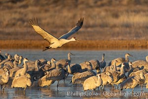 Sandhill Cranes in Flight at Sunrise, Bosque del Apache NWR. At sunrise, sandhill cranes will fly out from the pool in which they spent the night to range over Bosque del Apache NWR in search of food, returning to the pool at sunset, Grus canadensis, Bosque del Apache National Wildlife Refuge, Socorro, New Mexico