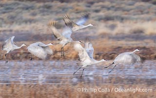 Sandhill Cranes in Flight at Sunrise, Bosque del Apache NWR. At sunrise, sandhill cranes will fly out from the pool in which they spent the night to range over Bosque del Apache NWR in search of food, returning to the pool at sunset, Grus canadensis, Bosque del Apache National Wildlife Refuge, Socorro, New Mexico