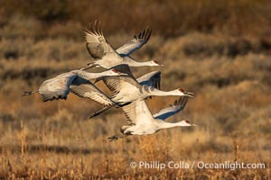 Sandhill Cranes in Flight at Sunrise, Bosque del Apache NWR. At sunrise, sandhill cranes will fly out from the pool in which they spent the night to range over Bosque del Apache NWR in search of food, returning to the pool at sunset, Grus canadensis, Bosque del Apache National Wildlife Refuge, Socorro, New Mexico