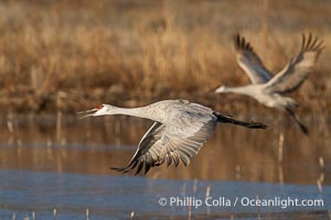 Sandhill Cranes in Flight at Sunrise, Bosque del Apache NWR. At sunrise, sandhill cranes will fly out from the pool in which they spent the night to range over Bosque del Apache NWR in search of food, returning to the pool at sunset, Grus canadensis, Bosque del Apache National Wildlife Refuge, Socorro, New Mexico