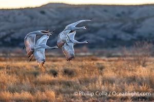 Sandhill Cranes in Flight at Sunset, Bosque Del Apache National Wildlife Refuge, Grus canadensis, Bosque del Apache National Wildlife Refuge, Socorro, New Mexico