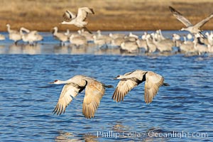 Sandhill Cranes Fly at Sunrise, leaving the pond on which they spent the night, Bosque del Apache NWR, Grus canadensis, Bosque del Apache National Wildlife Refuge, Socorro, New Mexico