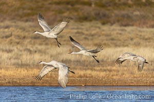 Sandhill Cranes Fly at Sunrise, leaving the pond on which they spent the night, Bosque del Apache NWR, Grus canadensis, Bosque del Apache National Wildlife Refuge, Socorro, New Mexico