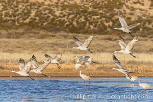 Sandhill Cranes Fly at Sunrise, leaving the pond on which they spent the night, Bosque del Apache NWR, Grus canadensis, Bosque del Apache National Wildlife Refuge, Socorro, New Mexico