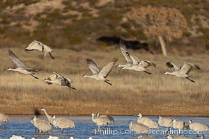 Sandhill Cranes Fly at Sunrise, leaving the pond on which they spent the night, Bosque del Apache NWR, Grus canadensis, Bosque del Apache National Wildlife Refuge, Socorro, New Mexico