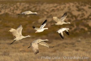 Sandhill Cranes Fly at Sunrise, leaving the pond on which they spent the night, Bosque del Apache NWR, Grus canadensis, Bosque del Apache National Wildlife Refuge, Socorro, New Mexico