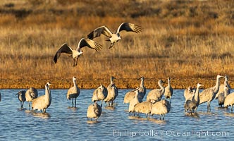 Sandhill Cranes Fly at Sunrise, leaving the pond on which they spent the night, Bosque del Apache NWR, Grus canadensis, Bosque del Apache National Wildlife Refuge, Socorro, New Mexico