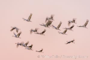 Sandhill Cranes Fly Over Bosque del Apache NWR, Grus canadensis, Bosque del Apache National Wildlife Refuge, Socorro, New Mexico