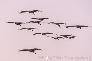 Sandhill Cranes Fly Over Bosque del Apache NWR, Grus canadensis, Bosque del Apache National Wildlife Refuge, Socorro, New Mexico