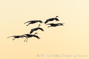 Sandhill Cranes Fly Over Bosque del Apache NWR, Grus canadensis, Bosque del Apache National Wildlife Refuge, Socorro, New Mexico