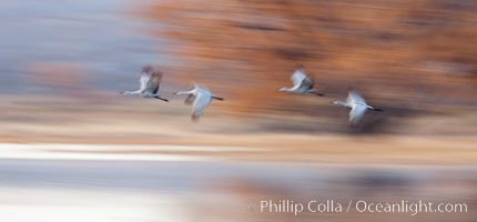 Sandhill cranes flying, wings blurred from long time exposure.