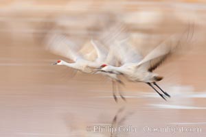 Sandhill cranes flying, wings blurred from long time exposure. Bosque Del Apache, Socorro, New Mexico, USA, Grus canadensis, natural history stock photograph, photo id 26245
