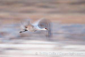Sandhill cranes flying, wings blurred from long time exposure, Grus canadensis, Bosque Del Apache, Socorro, New Mexico