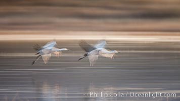 Sandhill cranes flying, wings blurred from long time exposure, Grus canadensis, Bosque Del Apache, Socorro, New Mexico