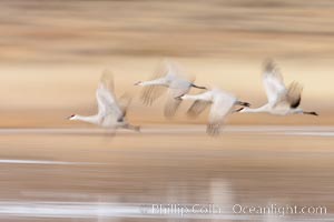 Sandhill cranes flying, wings blurred from long time exposure. Bosque Del Apache, Socorro, New Mexico, USA, Grus canadensis, natural history stock photograph, photo id 26273