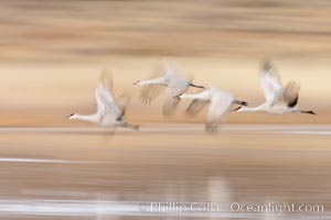 Sandhill cranes flying, wings blurred from long time exposure, Grus canadensis, Bosque Del Apache, Socorro, New Mexico