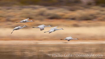 Sandhill cranes flying, wings blurred from long time exposure, Grus canadensis, Bosque Del Apache, Socorro, New Mexico