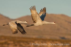Sandhill cranes flying, sunrise, Grus canadensis, Bosque Del Apache, Socorro, New Mexico