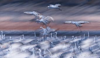 Sandhill cranes landing in water ponds at dusk, spending the night standing in water as a protection against coyotes and other predators. Motion blur, Grus canadensis, Bosque del Apache National Wildlife Refuge, Socorro, New Mexico