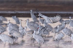 Sandhill cranes landing in water ponds at dusk, spending the night standing in water as a protection against coyotes and other predators. Motion blur, Grus canadensis, Bosque del Apache National Wildlife Refuge, Socorro, New Mexico