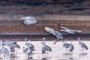 Sandhill cranes landing in water ponds at dusk, spending the night standing in water as a protection against coyotes and other predators. Motion blur, Grus canadensis, Bosque del Apache National Wildlife Refuge, Socorro, New Mexico