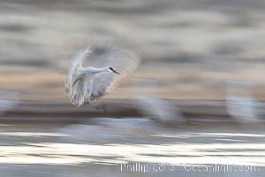 Sandhill cranes landing in water ponds at dusk, spending the night standing in water as a protection against coyotes and other predators. Motion blur, Grus canadensis, Bosque del Apache National Wildlife Refuge, Socorro, New Mexico