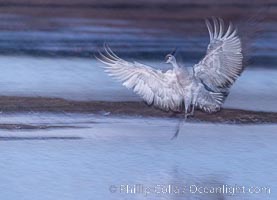 Sandhill cranes landing in water ponds at dusk, spending the night standing in water as a protection against coyotes and other predators. Motion blur, Grus canadensis, Bosque del Apache National Wildlife Refuge, Socorro, New Mexico