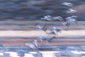 Sandhill cranes landing in water ponds at dusk, spending the night standing in water as a protection against coyotes and other predators. Motion blur, Grus canadensis, Bosque del Apache National Wildlife Refuge, Socorro, New Mexico