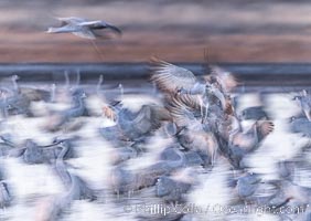 Sandhill cranes landing in water ponds at dusk, spending the night standing in water as a protection against coyotes and other predators. Motion blur, Grus canadensis, Bosque del Apache National Wildlife Refuge, Socorro, New Mexico