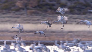 Sandhill cranes landing in water ponds at dusk, spending the night standing in water as a protection against coyotes and other predators. Motion blur, Grus canadensis, Bosque del Apache National Wildlife Refuge, Socorro, New Mexico