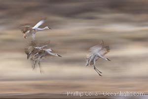 Sandhill cranes landing in water ponds at dusk, spending the night standing in water as a protection against coyotes and other predators. Motion blur, Grus canadensis, Bosque del Apache National Wildlife Refuge, Socorro, New Mexico