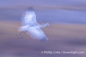 Sandhill cranes landing in water ponds at dusk, spending the night standing in water as a protection against coyotes and other predators. Motion blur, Grus canadensis, Bosque del Apache National Wildlife Refuge, Socorro, New Mexico