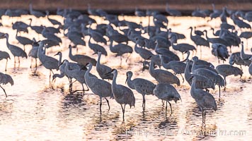 Sandhill cranes will spend the night in ponds as protection from coyotes and other predators. The pond is often frozen in the morning, Grus canadensis, Bosque del Apache National Wildlife Refuge, Socorro, New Mexico