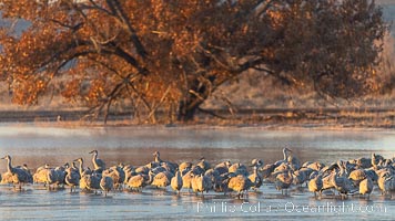 Sandhill cranes will spend the night in ponds as protection from coyotes and other predators. The pond is often frozen in the morning, Grus canadensis, Bosque del Apache National Wildlife Refuge, Socorro, New Mexico