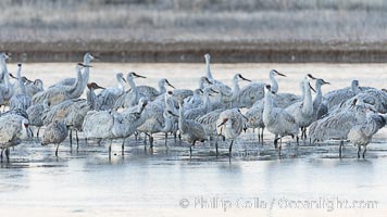 Sandhill cranes will spend the night in ponds as protection from coyotes and other predators. The pond is often frozen in the morning, Grus canadensis, Bosque del Apache National Wildlife Refuge, Socorro, New Mexico