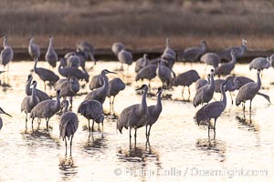 Sandhill cranes will spend the night in ponds as protection from coyotes and other predators. The pond is often frozen in the morning, Grus canadensis, Bosque del Apache National Wildlife Refuge, Socorro, New Mexico