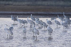 Sandhill cranes will spend the night in ponds as protection from coyotes and other predators. The pond is often frozen in the morning, Grus canadensis, Bosque del Apache National Wildlife Refuge, Socorro, New Mexico