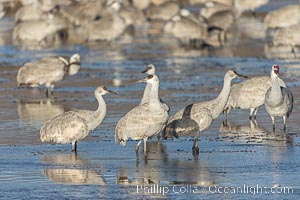 Sandhill cranes will spend the night in ponds as protection from coyotes and other predators. The pond is often frozen in the morning, Grus canadensis, Bosque del Apache National Wildlife Refuge, Socorro, New Mexico