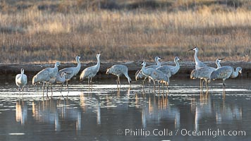 Sandhill cranes will spend the night in ponds as protection from coyotes and other predators. The pond is often frozen in the morning, Grus canadensis, Bosque del Apache National Wildlife Refuge, Socorro, New Mexico