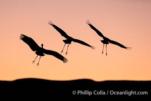 Sandhill cranes, flying across a colorful sunset sky, Grus canadensis, Bosque del Apache National Wildlife Refuge, Socorro, New Mexico