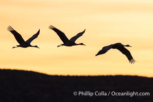 Sandhill cranes, flying across a colorful sunset sky, Grus canadensis, Bosque del Apache National Wildlife Refuge, Socorro, New Mexico