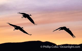 Sandhill cranes, flying across a colorful sunset sky, Grus canadensis, Bosque del Apache National Wildlife Refuge, Socorro, New Mexico