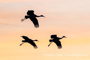 Sandhill cranes, flying across a colorful sunset sky, Grus canadensis, Bosque del Apache National Wildlife Refuge, Socorro, New Mexico