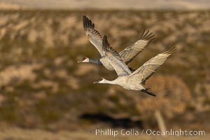 Sandhill cranes in synchronous flight side by side, matching their wingbeats perfect as they fly over Bosque del Apache NWR, Grus canadensis, Bosque del Apache National Wildlife Refuge, Socorro, New Mexico