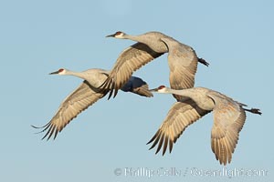 Sandhill cranes in synchronous flight side by side, matching their wingbeats perfect as they fly over Bosque del Apache NWR, Grus canadensis, Bosque del Apache National Wildlife Refuge, Socorro, New Mexico