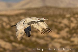 Sandhill cranes in synchronous flight side by side, matching their wingbeats perfect as they fly over Bosque del Apache NWR, Grus canadensis, Bosque del Apache National Wildlife Refuge, Socorro, New Mexico