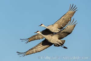 Sandhill cranes in synchronous flight side by side, matching their wingbeats perfect as they fly over Bosque del Apache NWR, Grus canadensis, Bosque del Apache National Wildlife Refuge, Socorro, New Mexico